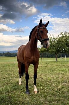 Reitbeteiligung, Elke, Horse Sharing, Matzing