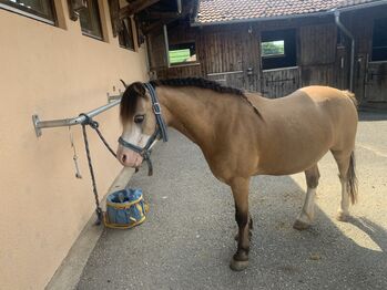 Reitbeteiligung, Stella , Horse Sharing, Falkenberg