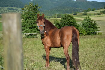 Reitbeteiligung, Tanja Roller, Horse Sharing, Owen