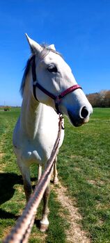 Reitbeteiligung, Nicole , Horse Sharing, Weil im Schönbuch 