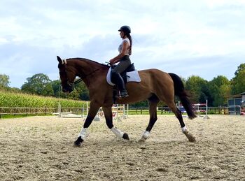 Reitbeteiligung, Lisa Schäpers, Horses For Sale, Gronau (Westfalen)