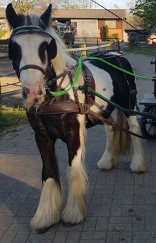 Reitbeteiligung (Pony sucht Mensch), Tanja Künstner , Horse Sharing, Sassenberg 