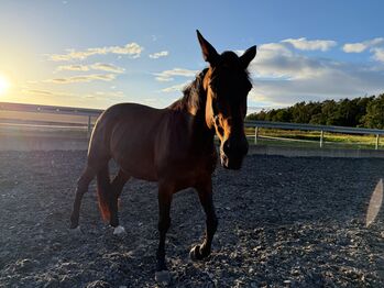 Reitbeteiligung gesucht