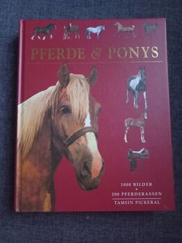 Pferde und Ponys