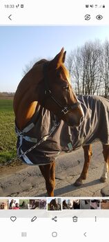 HORSEWARE AMIGO BRAVO WUG, Gr. 155, 250 gr., HORSEWARE AMIGO BRAVO WUG , Andrea Wittig , Horse Blankets, Sheets & Coolers, Köln