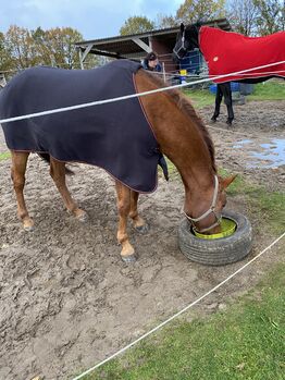 Horze Fleece Turnier Abschwitzdecke, Horze Abschwitzdecke , Greta, Horse Blankets, Sheets & Coolers, Appel 