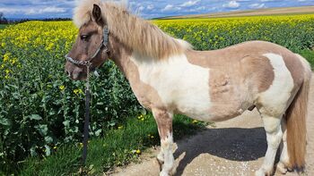 Hreini du Moulin, Karin Vonlanthen, Konie na sprzedaż, Rutschwil