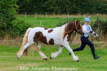 HUDSONS RINGA ROSIE, Hudsons horses, Horses For Sale, Rathangan, Co. Kildare