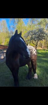 Hübsche Irish Cob Stute LP Tigerschecke