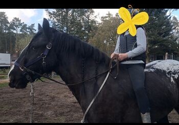 Hübsche Irish Cob Stute Tinker LP Tigerschecke