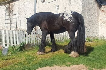 Hübsche Irish Cob Stute Tinker LP Tigerschecke, Privat, Pferd kaufen, Rathenow