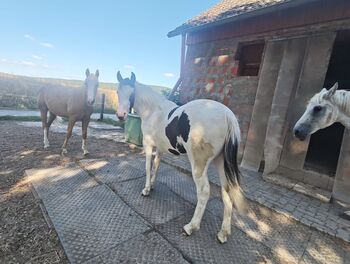 Hübsche Paint Horse x Criollo Mix Stute mit vielseitigem Potenzial