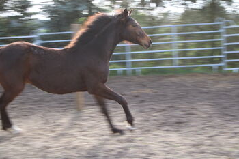 hübsche umgängliche Warmblutstute, Dagmar, Pferd kaufen, Brandenburg - Dahme/Mark