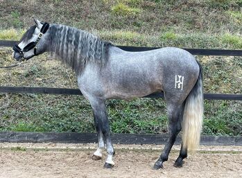 Hübscher PRE Junghengst, ISPA - Iberische Sportpferde Agentur (ISPA - Iberische Sportpferde Agentur), Pferd kaufen, Bedburg