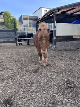 Hübscher Shettywallach ,,Nano“ sucht liebevolles zu Hause