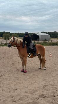 Hübscher Wallach mit viel Potenzial