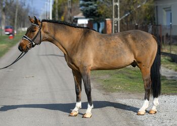 Hübsches Kinderpony für Freizeit und Sport, Post-Your-Horse.com (Caballoria S.L.), Pferd kaufen, Rafelguaraf