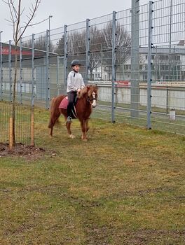 Hübsches Kinderpony