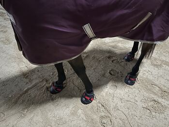 Hufschuhe Ultra Jogging, Equine Fusion Ultra Jogging, Andy, Hufschuhe & Krankenschuhe, Serrig