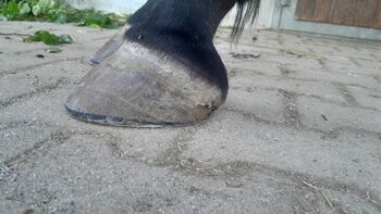 Hufwechsel - Equine Podologie