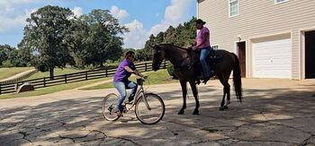 Buckskin Missouri Fox Trotter Gelding