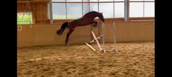 Menschenbezogenes Springtalent sucht Zuhause, Theresa Neumaier, Horses For Sale, Affaltern