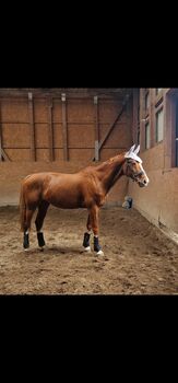 Menschenbezogener Oldenburgerwallach Furioso II x Sir Donnerhall zu verkaufen, Vivian , Horses For Sale, Bad Bodenteich