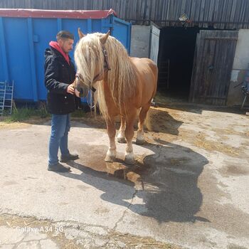 Verkaufe ungarischen kaltblut hengst, Gino, Horses For Sale, Schönefeld 