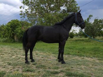 Hungarian Horse