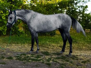 Hungarian Jumping horse, Jozsef, Horses For Sale, Békés