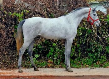 Ungarisches sport pferd, Jozsef, Horses For Sale, Békés