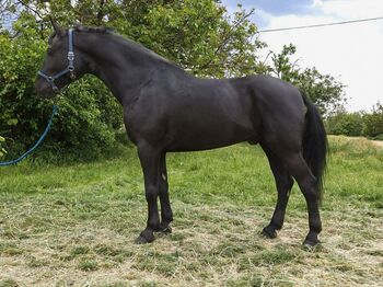 Hungarian Sport Horse., Jozsef, Horses For Sale, Békés