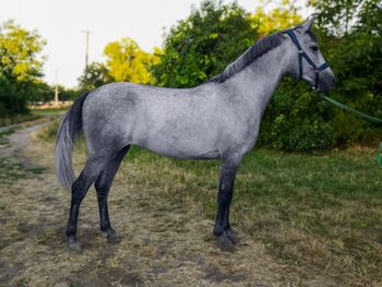Ungarisches sport pferd