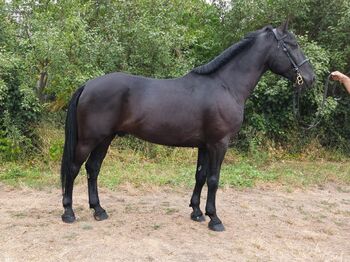 Hungarian sport Horse