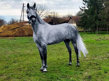 Ungarisches sportpferde, Jozsef, Horses For Sale, Békés