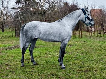 Ungarisches sportpferde