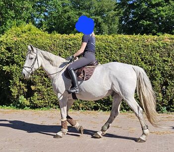 Ungarischer Warmblut Wallach, Birte, Konie na sprzedaż, Friedrichsgraben