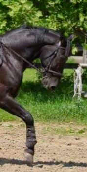 Ungarisches Warmblut, Melanie , Horses For Sale, Wien, 22. Bezirk, Donaustadt