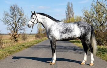 Hungarian warmblood