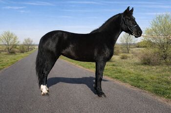 Hungarian warmblood - Mare