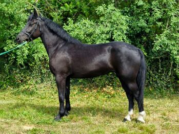 Hungarian warmblood - Mare