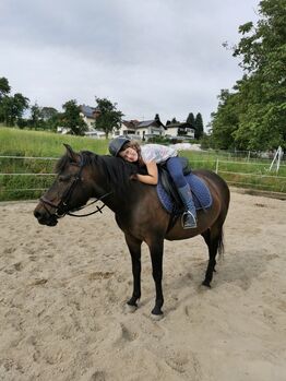 Huzulen Stute, Tanja, Horses For Sale, Untertrattbach