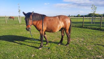 Huzulen Wallach 7, Claudia , Horses For Sale, Oggau am Neusiedler See