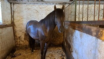 Huzule Araber mix, Manfred, Horses For Sale, Breitenfurt bei Wien