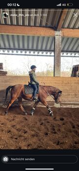 Huzule Stute 2012, Laura Intermaggio , Horses For Sale, Mössingen