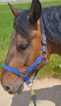 Huzule Wallach, Verena , Horses For Sale, Neubrunn