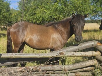 Hucul filly Cha-cha, Silvie Waisserova, Pferd kaufen, Prague