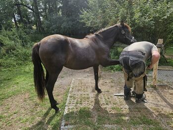 Hucul filly Cha-cha