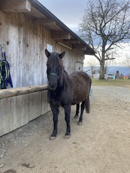 Huzulen Wallach mit top Abstammung, Katharina, Pferd kaufen, Stainz