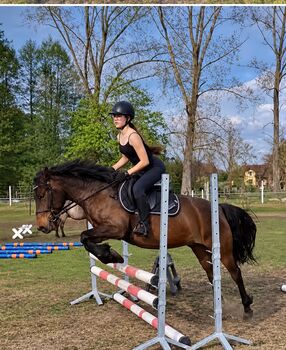 Huzulenstute, 8j, für Anfänger geeignet, Pony, Familienpony, 142, Sylwia, Konie na sprzedaż, Kustrin